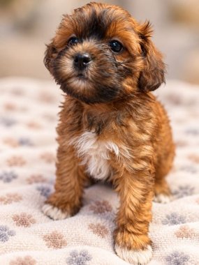 Shihpoo Indio De Logroño A