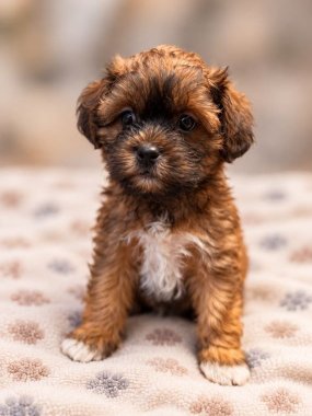 Shihpoo Indio De Logroño D