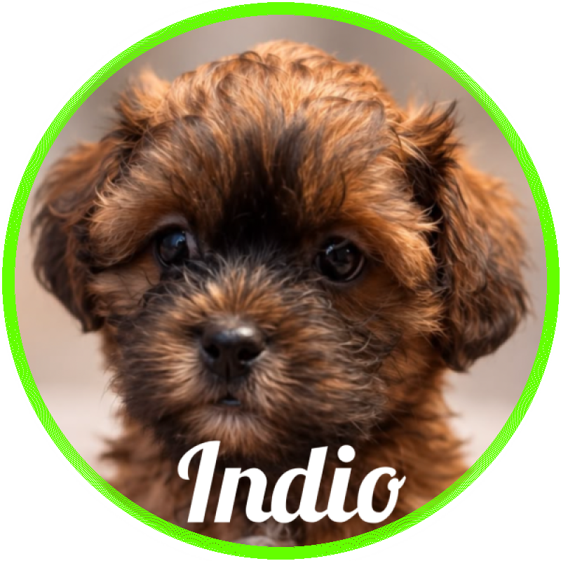 shihpoo Indio De Logroño