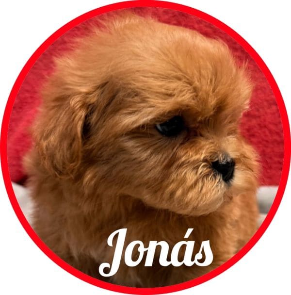 Shihpoo Jonas