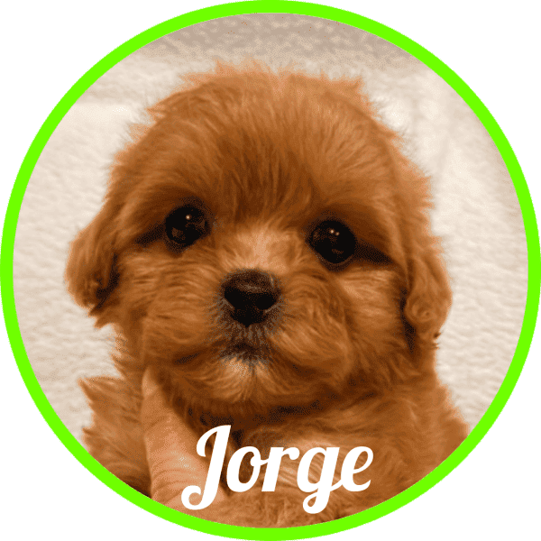 Shihpoo Carla