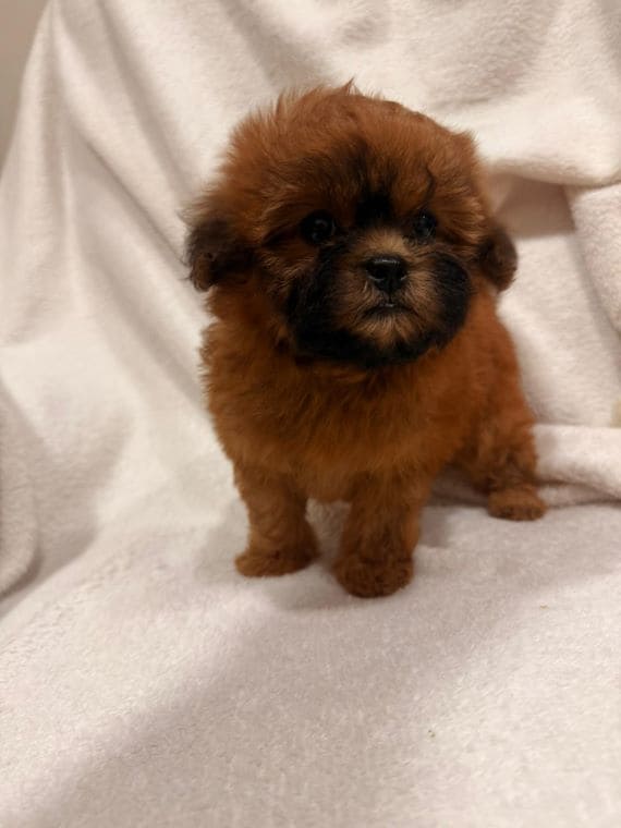 Shihpoo_Malva_C