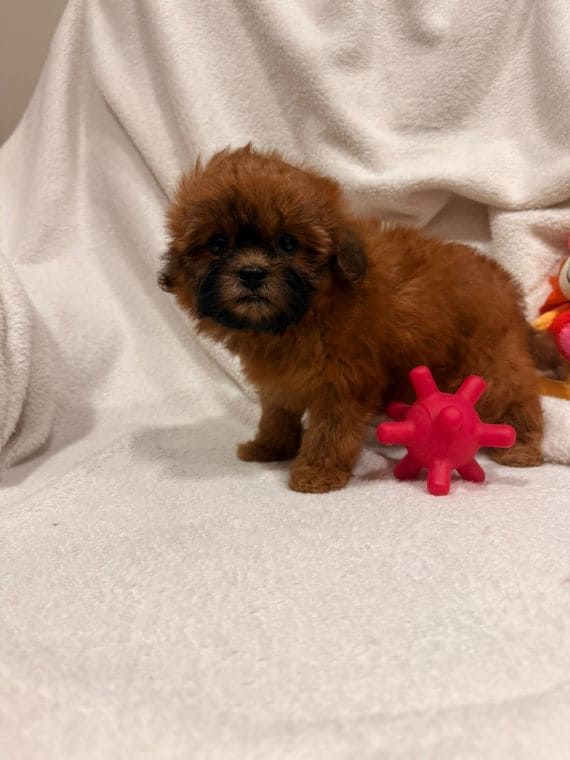 Shihpoo_Malva_F