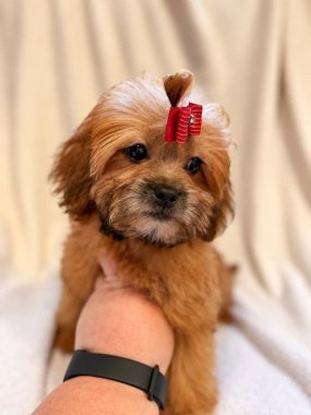 Shihpoo Miranda De Logroño A