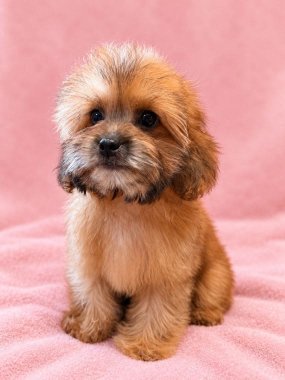 Shihpoo Miranda De Logroño C