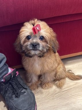 Shihpoo Miranda De Logroño D