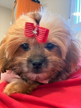 Shihpoo Miranda De Logroño E