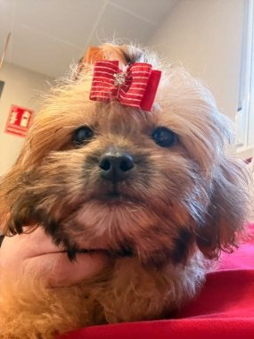 Shihpoo Miranda De Logroño F