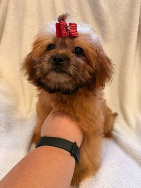 Shihpoo Miranda De Logroño G