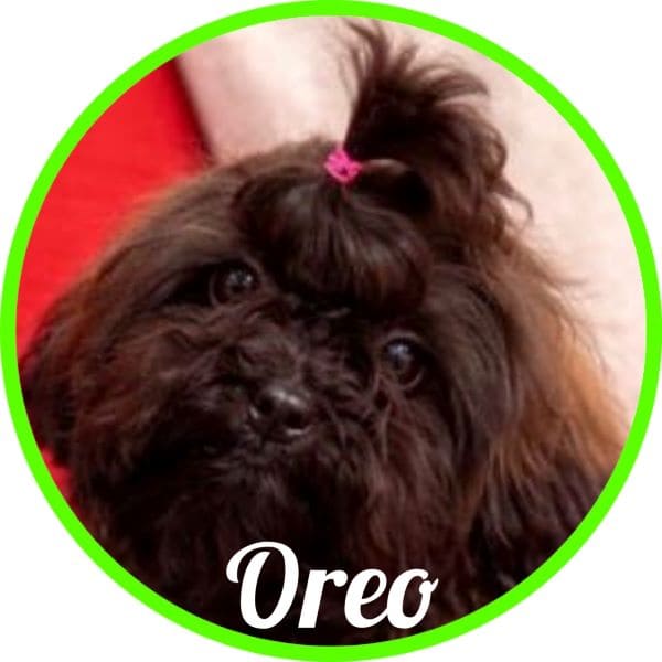 Shihpoo Oreo