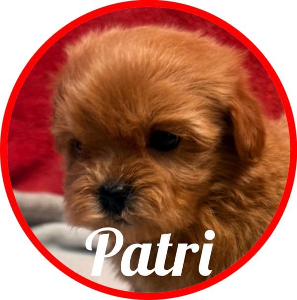 Shihpoo Patri