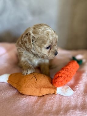 Shihpoo_Rio_A