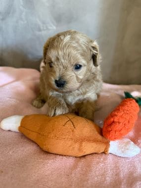 Shihpoo_Rio_B