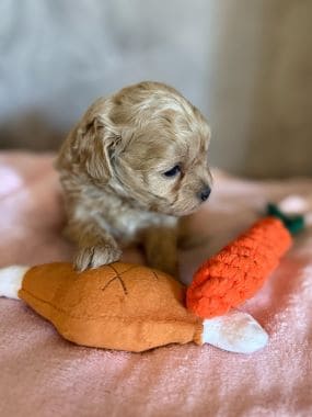 Shihpoo_Rio_C