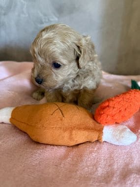 Shihpoo_Rio_E