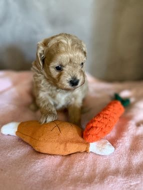 Shihpoo_Rio_G