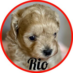 Shihpoo_Rio
