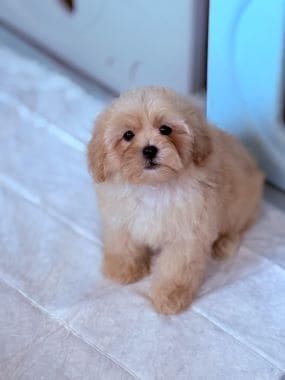 Shihpoo_Rubius_F