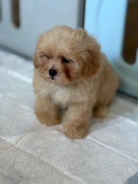 Shihpoo_Rubius_G