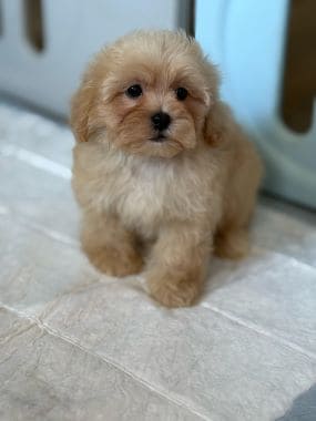 Shihpoo_Rubius_I