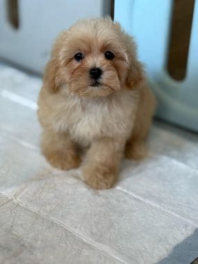 Shihpoo_Rubius_J