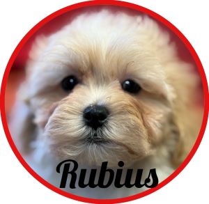 Shihpoo_Rubius