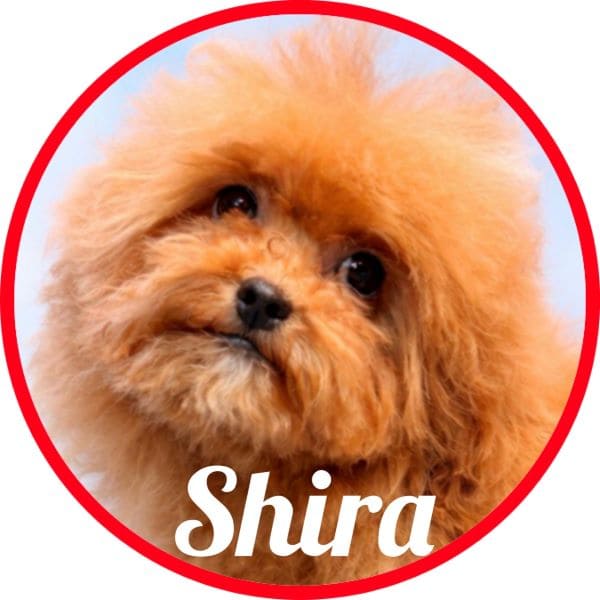 Shihpoo Shira