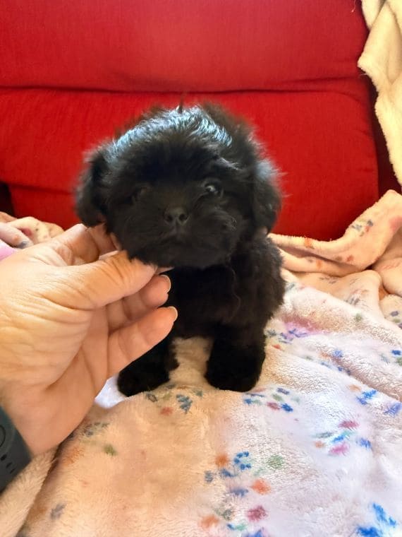 Shihpoo_Malva_B