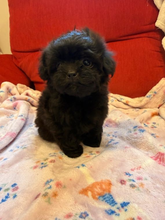 Shihpoo_Malva_D
