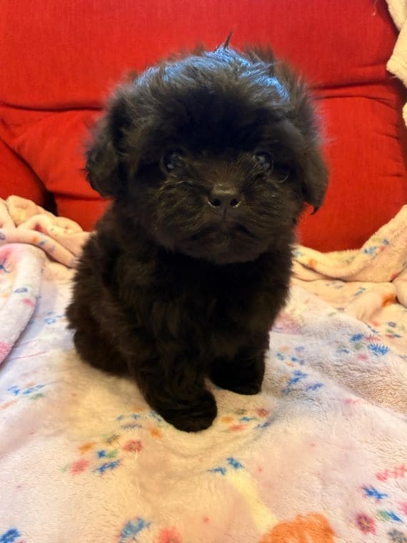 Shihpoo_Malva_E