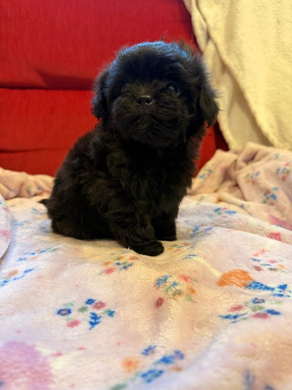Shihpoo_Malva_F