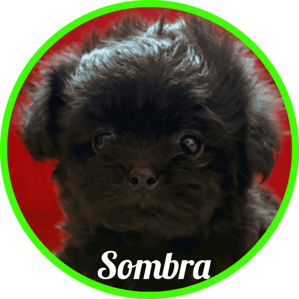 Shihpoo Sombra