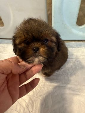 Shihtzu_A
