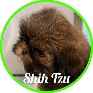 Shihtzu