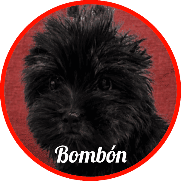 Yorkshire Bombon