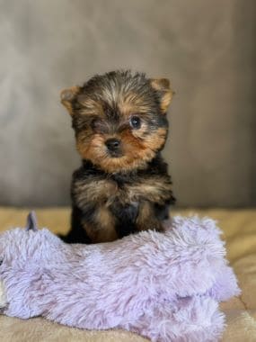 Yorkshire/Molli_E
